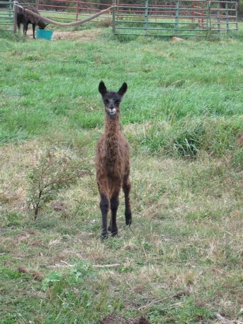 Cute new born Llylle checking out the photographer